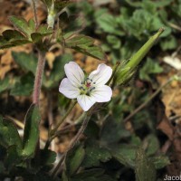 Geranium nepalense Sweet